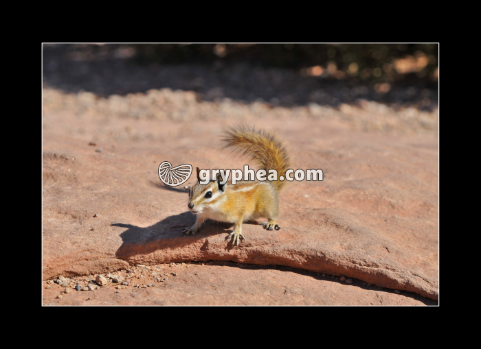 Ecureuil (Canyonlands NP, Utah, USA) - gryphea.com
